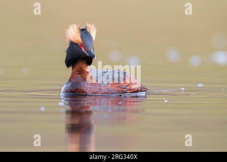 Grebe de Slave adulte (Podiceps auritus) en plumage d'été, nageant sur le lac en Islande. Aussi connu sous le nom de Horned Grebe. Banque D'Images