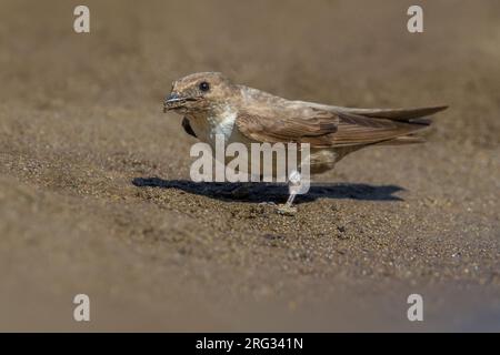 Eurasian Crag Martin, Ptyonoprogne rupestris, en Italie. Collecte de boue. Banque D'Images