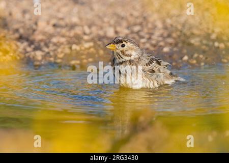 Banderole de maïs (Emberiza calandra), adulte prenant un bain dans une flaque, Abruzzo, Italie Banque D'Images