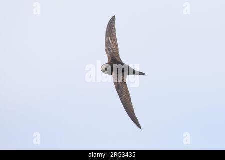 Swift commun adulte, (Apus apus), sous-espèce apus, volant sur un ciel bleu et blanc comme arrière-plan, en Bretagne, France. Banque D'Images