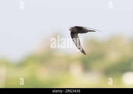 Swift commun adulte, (Apus apus), sous-espèce apus, volant sur fond vert et blanc, en Bretagne, France. Banque D'Images