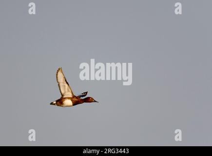 Canard ferrugineux mâle adulte (Aythya nyroca) au printemps en Hongrie. Banque D'Images