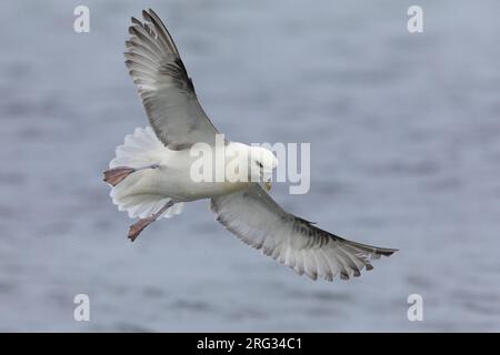 Fulmar du Nord (Fulmarus glacialis), adulte en vol montrant les parties inférieure, région de l'Ouest, Islande Banque D'Images