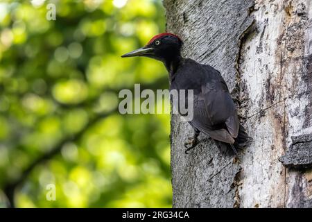 Pic noir mâle, Dryocopus martius martius) sur un arbre, Forêt de Soignes, Watermael Boistfort, Bruxelles, Brabant, Belgique. Banque D'Images