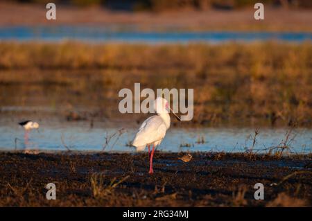 Un saboton africain, Platalea alba, au bord de l'eau.Rivière Chobe, parc national de Chobe, Kasane, Botswana. Banque D'Images