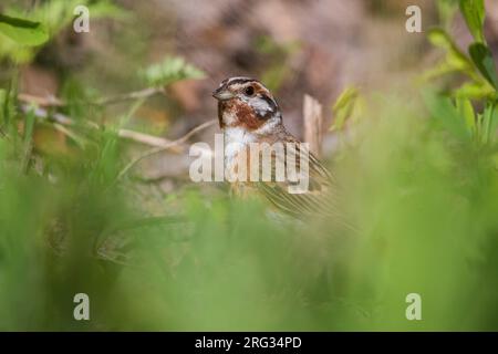 Pine Bunting Yellowhammer Emberiza leucocephala X ; X Emberiza citrinella Banque D'Images