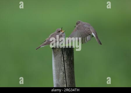 Flycatcher taché (Muscicapa striata), mâle nourrissant la femelle sur fond vert Banque D'Images