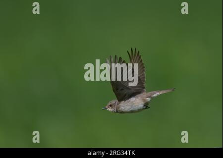 Repéré Flycatcher (Muscicapa striata) en vol sur fond vert Banque D'Images