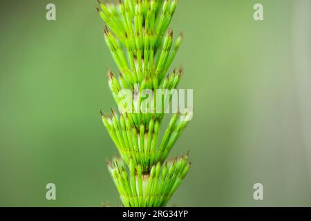 Grande prêle, Equisetum telmateia Banque D'Images