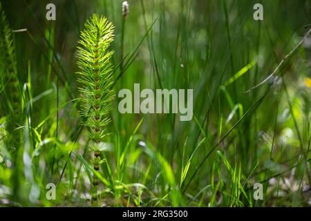 Grande prêle, Equisetum telmateia Banque D'Images