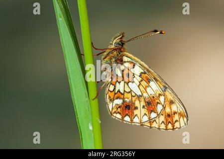 Vue latérale d'un petit Fritilari bordé de perles assis sur une tige d'une plante Banque D'Images