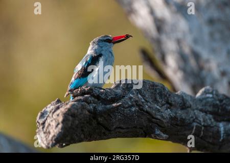 Un kingfisher des bois, Halcyon senegalensis, dont le bec renferme des proies.Rivière Chobe, parc national de Chobe, Kasane, Botswana. Banque D'Images