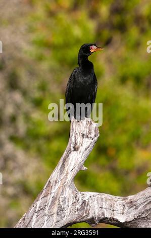 Un cormoran à roseau, Phalacrocorax africanus, perché sur une branche d'arbre.Rivière Chobe, parc national de Chobe, Kasane, Botswana. Banque D'Images