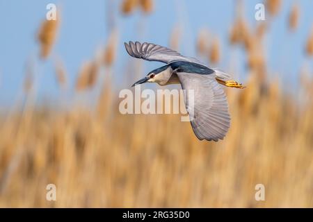 Heron nocturne à couronne noire adulte (Nycticorax nycticorax nycticorax) survolant la rivière Oural, Atyrau, Kazakshtan occidental. Banque D'Images