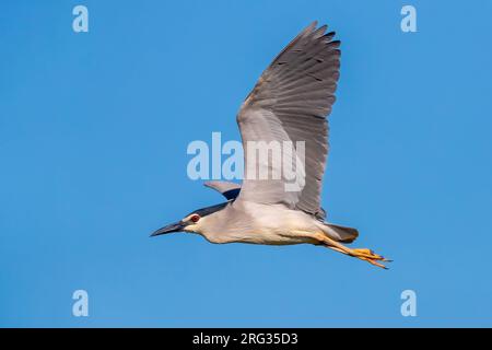 Heron nocturne à couronne noire adulte (Nycticorax nycticorax nycticorax) survolant la rivière Oural, Atyrau, Kazakshtan occidental. Banque D'Images