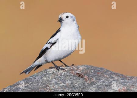 Bandoulière islandaise (Plectrophenax nivalis insulae) en plumage d'été sur l'Islande. Banque D'Images