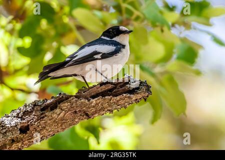 Atlas mâle Flycatcher Ficedula speculigera) perché sur un arbre dans la forêt de Tamentout, Kabylie, Algérie. Banque D'Images