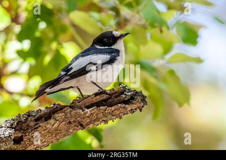 Atlas mâle Flycatcher Ficedula speculigera) perché sur un arbre dans la forêt de Tamentout, Kabylie, Algérie. Banque D'Images