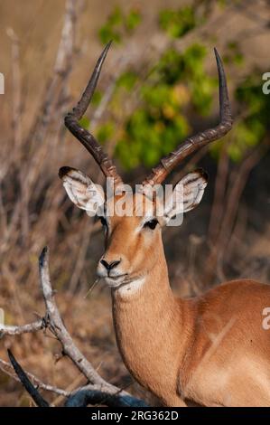 Portrait d'un impala, Aepyceros melampus, manger.Île Chief, réserve de gibier de Moremi, delta d'Okavango, Botswana. Banque D'Images