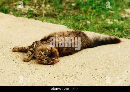 Un chat de rue rayé tabby errant est allongé sur le sol sale Banque D'Images