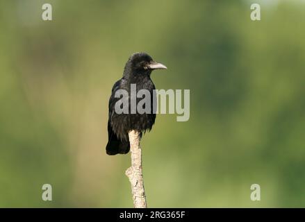 Carrion Crow (Corvus corone) assis sur un poteau Banque D'Images
