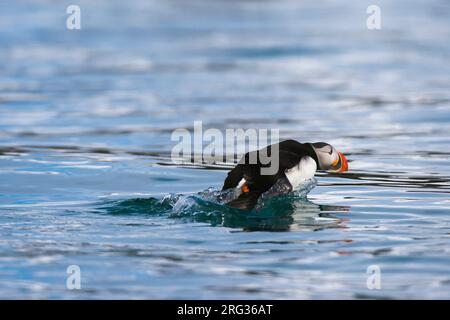 Un macareux de l'Atlantique, Fratercula arctica, qui traverse l'eau pour prendre le vol.Spitsbergen, Svalbard, Norvège Banque D'Images