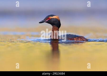 Grebe de Slave adulte (Podiceps auritus) en plumage d'été, nageant sur le lac en Islande. Aussi connu sous le nom de Horned Grebe. Banque D'Images