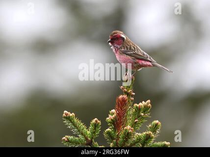 Pincette de rose à brun blanc (Carpodacus dubius) à Mengbi Shan, Sichuan, Chine. Banque D'Images
