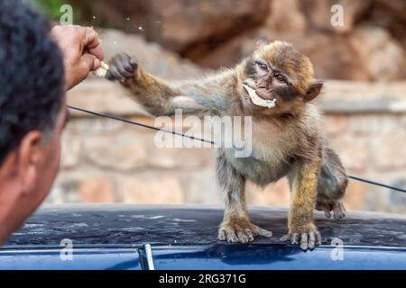 Macaque de barbarie juvénile (Macaca sylvanus) sur le toit d'une voiture récupérant de la nourriture au pic des singes au Cap Cabron, près de Bejaja, Algérie. Banque D'Images