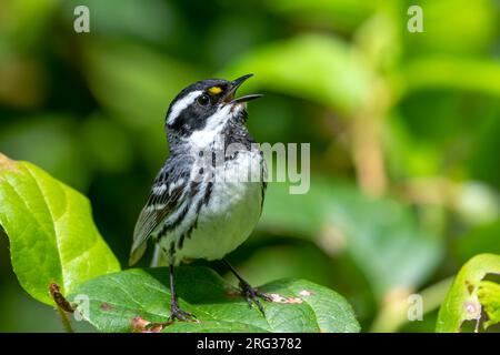 Un beau gros plan d'un mâle adulte Black-Throated Gray Parulbler qui est assis sur une feuille avec son bec ouvert et la tête inclinée vers l'arrière. Banque D'Images