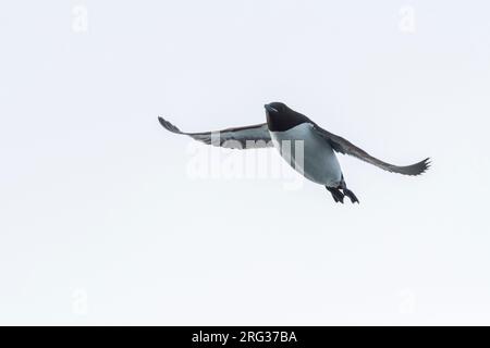 guillemot de Brunnich en vol, Uria lomvia.Nordaustlandet, Svalbard, Norvège Banque D'Images