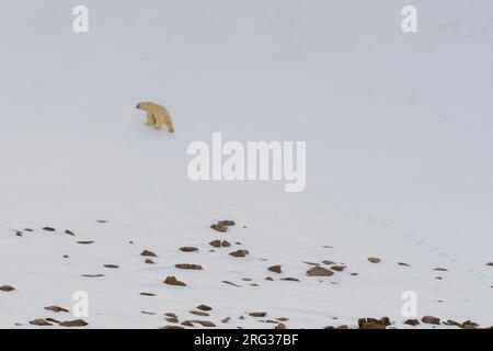 Un ours polaire solitaire, Ursus maritimus, sur l'île de Wilhelmoya.Détroit de Hinloway, Norgaustlandet, Svalbard, Norvège. Banque D'Images