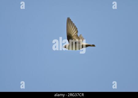 Eurasian Crag Martin battant ; Rotszwaluw vliegend Banque D'Images