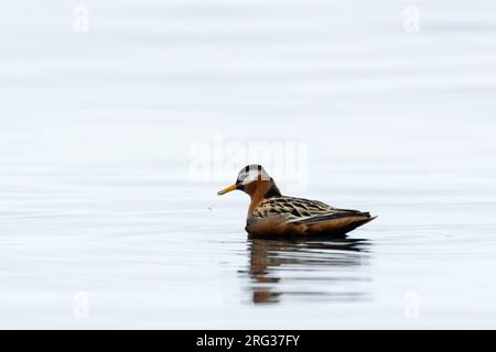 Un phalarope gris, Phalaropus fulicaria.Nordaust-Svalbard, Norvège Banque D'Images