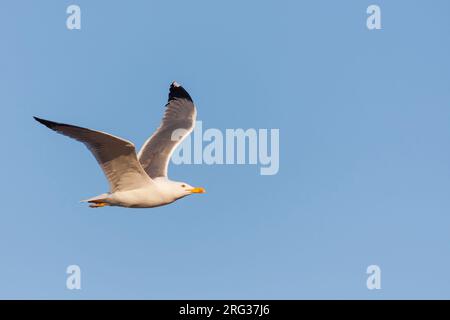 Goéland, Geelpootmeeuw, michahellis ssp. michahellis, Croatie, adulte Banque D'Images