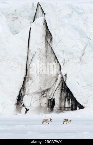 Renne Svalbard, Rangifer tarandus, marchez le long d'un front de glacier.Svalbard, Norvège Banque D'Images