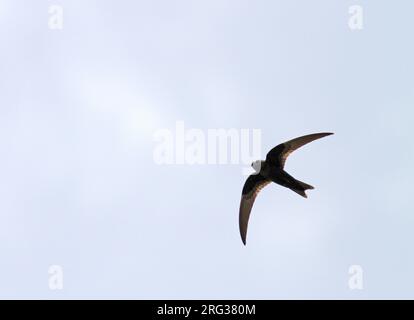 Swift noir (Cypseloides niger) en vol au-dessus des Petites Antilles, Amérique centrale. Banque D'Images
