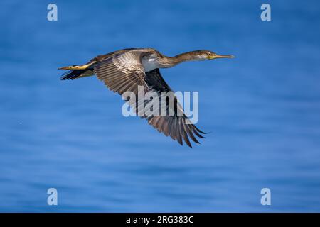 Poil méditerranéen immature, Phalacrocorax aristotelis desmarestii, en Italie. Voler au-dessus de la mer. Banque D'Images