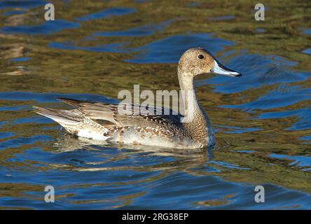 Le mâle de première année de pintail du Nord (Anas acuta) nageant dans un lac près de Hyères en France. Banque D'Images