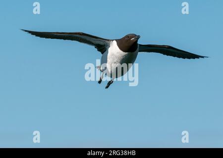 Un gros plan d'un guillemot de Brunnich, Uria lomvia, en vol.Longyearbyen, Île de Spitsbergen, Svalbard, Norvège. Banque D'Images