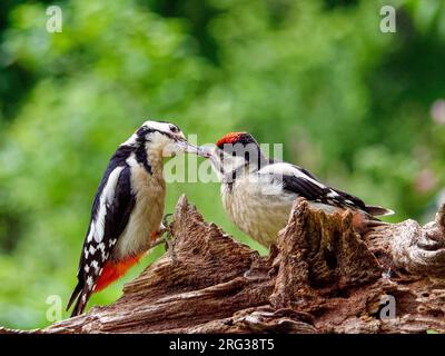 Grand pic tacheté, mâle adulte (Dendrocopos major) nourrissant son jeune enfant. vu de côté, Banque D'Images