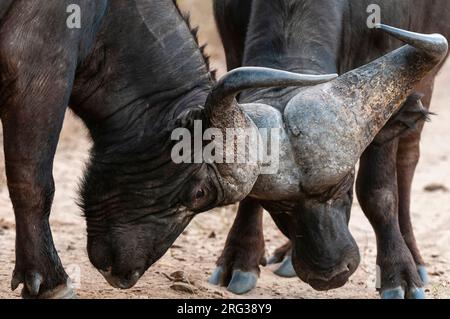 Deux buffles africains, Syncerus caffer, qui scinde.Mala Mala Game Reserve, Afrique du Sud. Banque D'Images