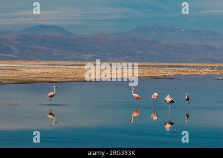Flamants du Chili, Phoenicopterus chilensis, repos et toilettage dans le lagon de Chasa.Laguna Chasa, désert d'Atacama, région d'Antofagasta, Chili. Banque D'Images