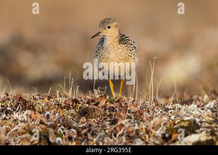 Sandpiper à bouts fermés (Calidris subruficollis) adulte sur la toundra arctique près de Barrow, dans le nord de l'Alaska, aux États-Unis. Banque D'Images