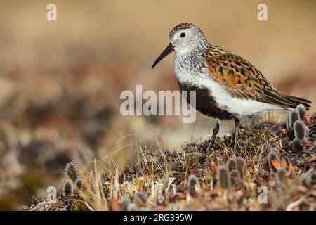 Dunlin d'Amérique (Calidris alpina arcticola) en plumage reproductif sur la toundra arctique près de Barrow, dans le nord de l'Alaska, aux États-Unis. Banque D'Images