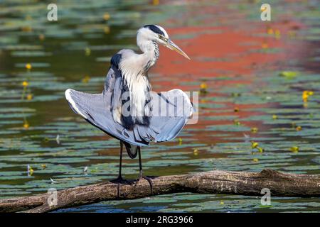 Héron gris (Ardea cinerea cinerea) prenant un bain sur une piscine urbaine, Bruxelles, Brabant, Belgique. Banque D'Images