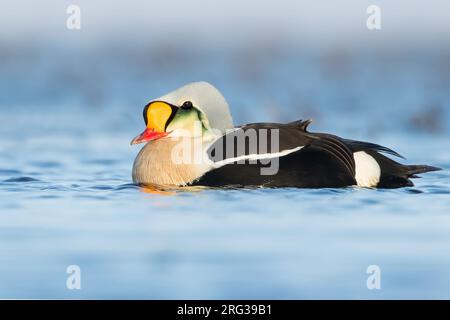 Eider à duvet mâle (Somateria spectabilis) sur la toundra arctique près de Barrow, dans le nord de l'Alaska, aux États-Unis. Banque D'Images