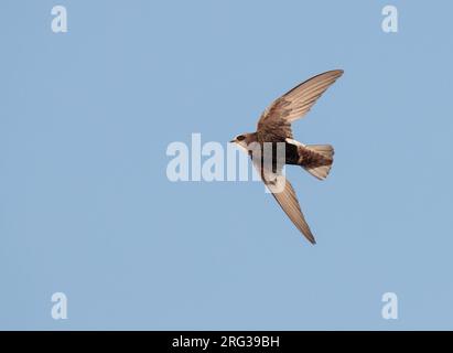 Petit Swift (Apus affinis) en vol en Espagne. Banque D'Images
