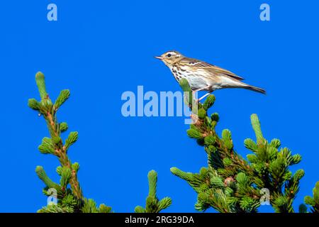 Pipit à dos d'olivier (Anthus hodgsoni yunnanensis) adulte perché dans un pin dans la montagne Oural, Russie. Banque D'Images