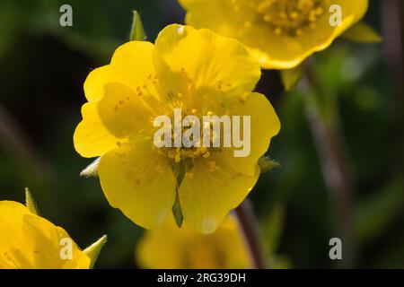 Alpine Cinquefoil, Voorjaarsganzerik, Potentilla crantzii Banque D'Images